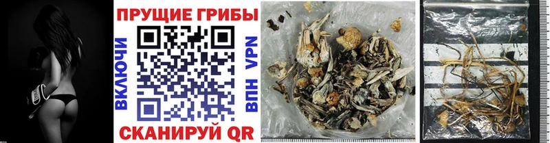 Купить  Киселёвск  Галлюциногенные грибы Psilocybe 